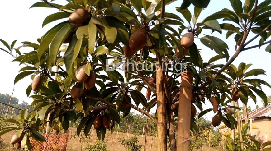 90.25 decimal land with a bungalow house for sale at a low price., Residential Plot at Gazipur Sadar