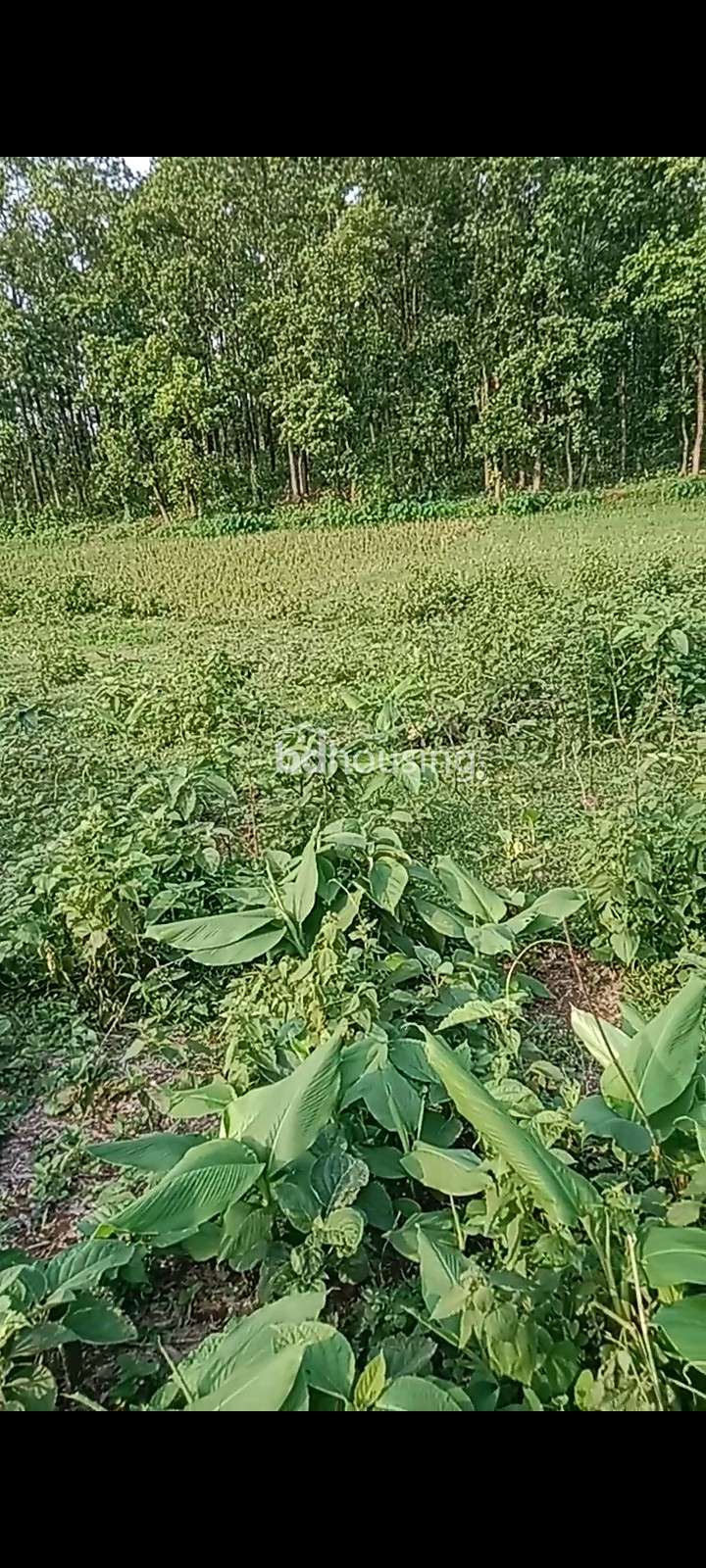 Agro land for sale, Agriculture/Farm Land at Karatia