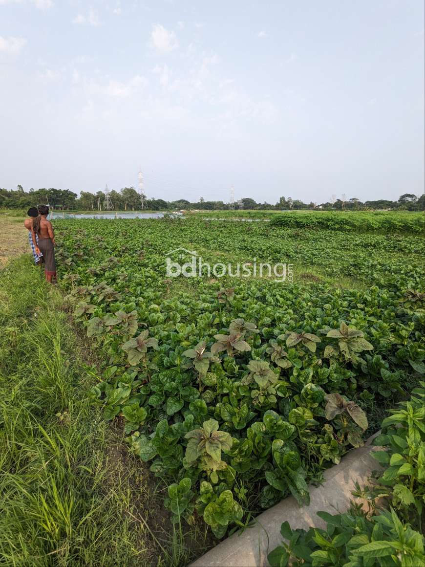 Sirajdikhan, Munshiganj; 322 decimals of ancestral land for sale in 5 deeds!, Residential Plot at Sirajdikhan