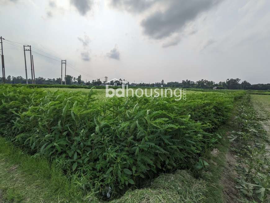 Sirajdikhan, Munshiganj; 322 decimals of ancestral land for sale in 5 deeds!, Residential Plot at Sirajdikhan