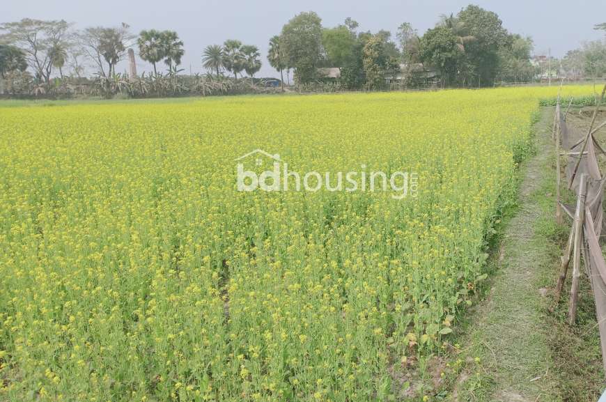 35 Shotok Land for Farming, Industry, Factory, Baganbari, Warehouse, Cattle Farm., Agriculture/Farm Land at Narayangonj Sadar