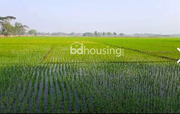 Agriculture land, Agriculture/Farm Land at Dhap