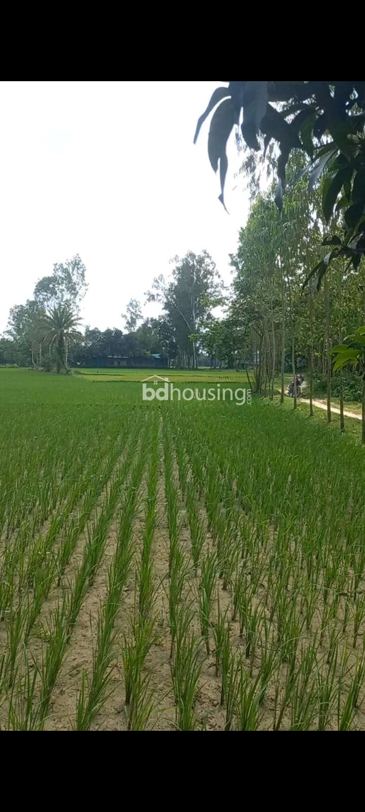 Shree, Agriculture/Farm Land at sadar