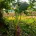land for sale by road 166 decimal