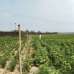 Industrial Land Sale at Mirsharai Economic Zone, Commercial Plot images 