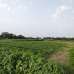Sirajdikhan, Munshiganj; 322 decimals of ancestral land for sale in 5 deeds!, Residential Plot images 