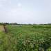 Sirajdikhan, Munshiganj; 322 decimals of ancestral land for sale in 5 deeds!, Residential Plot images 
