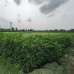 Sirajdikhan, Munshiganj; 322 decimals of ancestral land for sale in 5 deeds!, Residential Plot images 