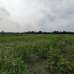 Sirajdikhan, Munshiganj; 322 decimals of ancestral land for sale in 5 deeds!, Residential Plot images 