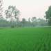 Shree, Agriculture/Farm Land images 