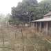 Urgent Land Sell @Niz Maona, Shreepur, Gazipur, Agriculture/Farm Land images 