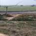 100 Bigha Farm Land and 24.5 Bugha Pond For Sell in Rajshahi Godagari, Agriculture/Farm Land images 