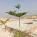 Purbachal Probashi Palli, Residential Plot images 