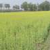 35 Shotok Land for Farming, Industry, Factory, Baganbari, Warehouse, Cattle Farm., Agriculture/Farm Land images 