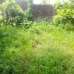 Prawdip Chowdhury , Agriculture/Farm Land images 