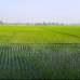 Agriculture land, Agriculture/Farm Land images 