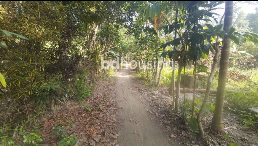 Khulna Mongla Highway, Agriculture/Farm Land at Lobon Chora