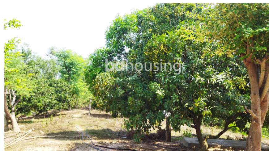 Shabuzgiri Agro, Agriculture/Farm Land at test