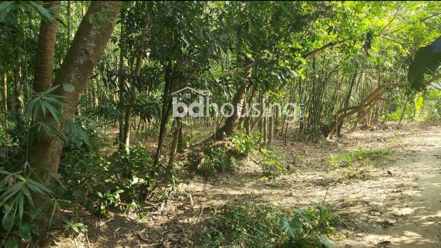 Khulna Mongla Highway, Agriculture/Farm Land at Lobon Chora