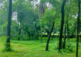 240 katha, Ready  Commercial Plot for Sale at Gazipur Sadar Commercial Plot at 